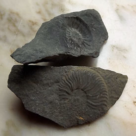Fósiles encontrados en Cillamayor