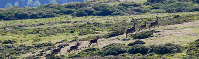 Ir a http://escalerilla.barruelo.com/rutas.php?id_ruta=160131_aviones